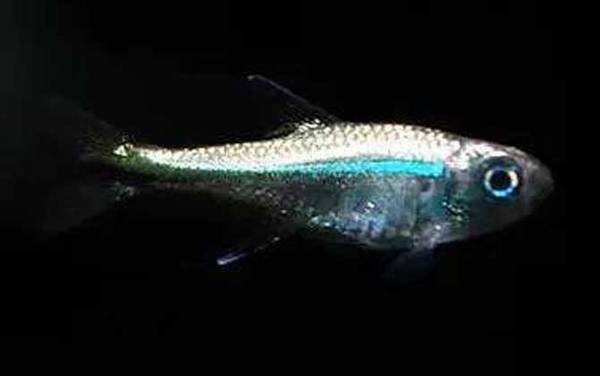 �������༰ͼƬ��ȫ