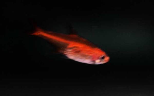 �������༰ͼƬ��ȫ