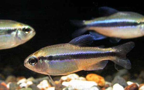 �������༰ͼƬ��ȫ