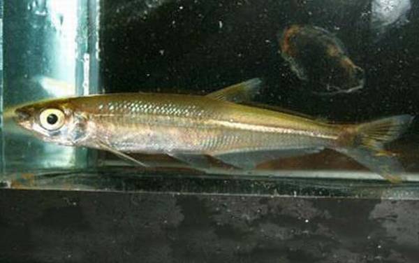 �������༰ͼƬ��ȫ