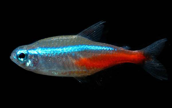 霓虹灯鱼是什么鱼?