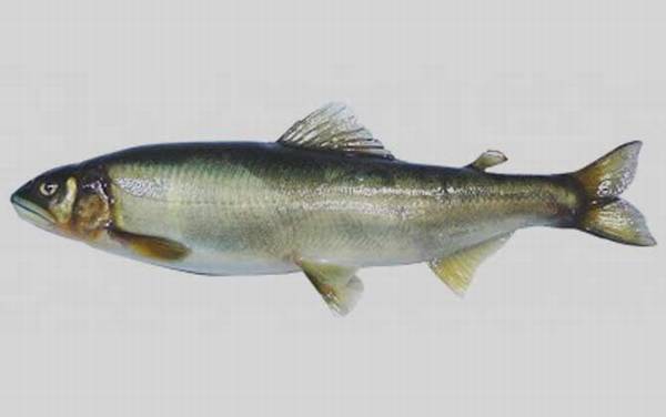 多春鱼是什么鱼?