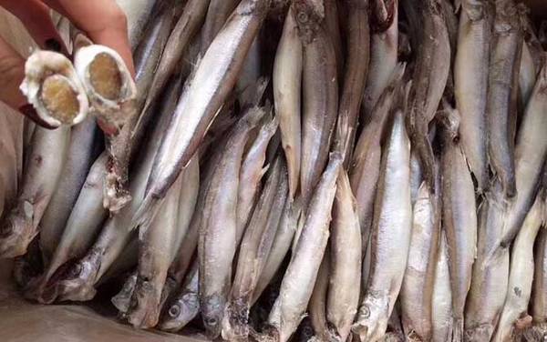 多春鱼是什么鱼?