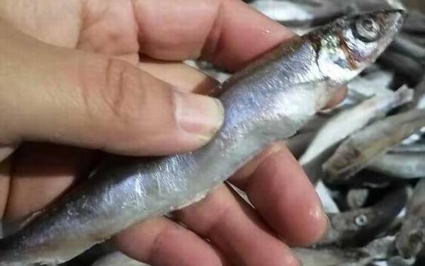 �ഺ����������