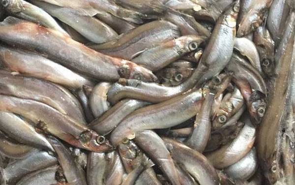 �ഺ����������