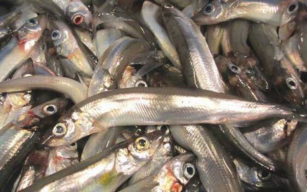 多春鱼为什么全是籽?