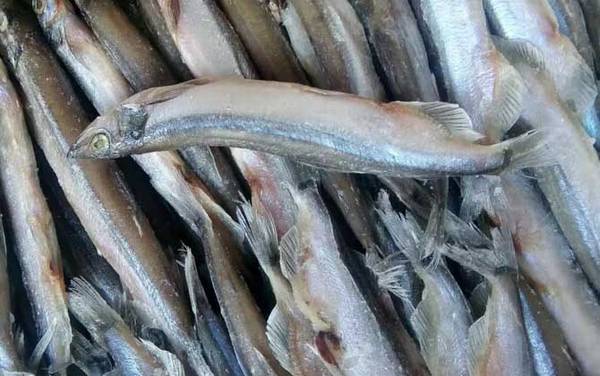 多春鱼为什么全是籽?