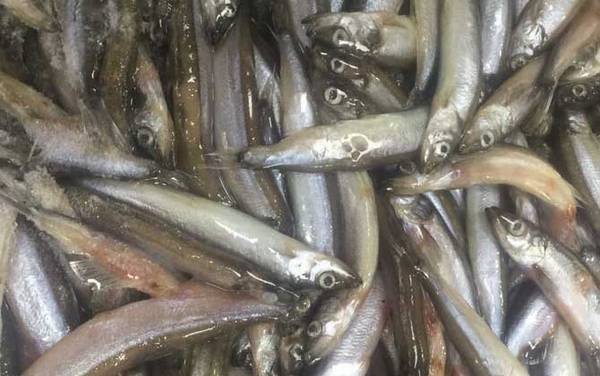 多春鱼为什么全是籽?