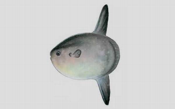 翻车鱼是什么鱼?