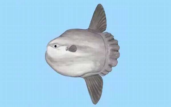 翻车鱼是什么鱼?