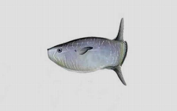 翻车鱼为什么叫翻车鱼?