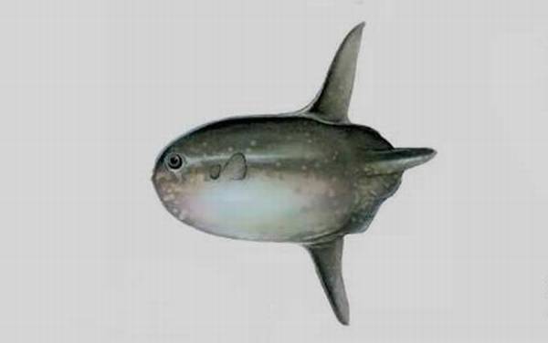 翻车鱼为什么没人吃?