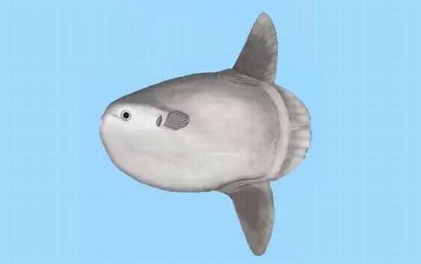 翻车鱼为什么没人吃?