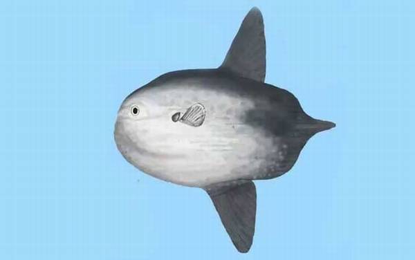 翻车鱼为什么没人吃?