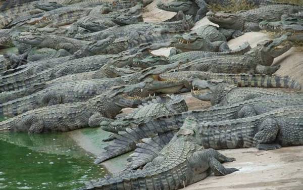 鳄鱼是什么动物?