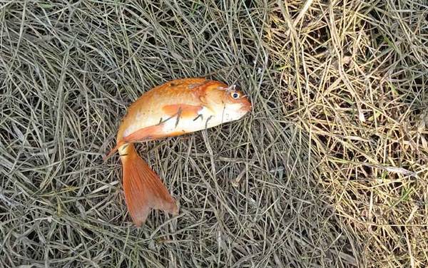 观赏鱼什么鱼最好养?