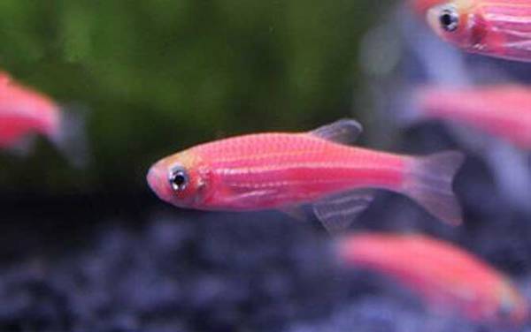 观赏鱼白点病怎么治?