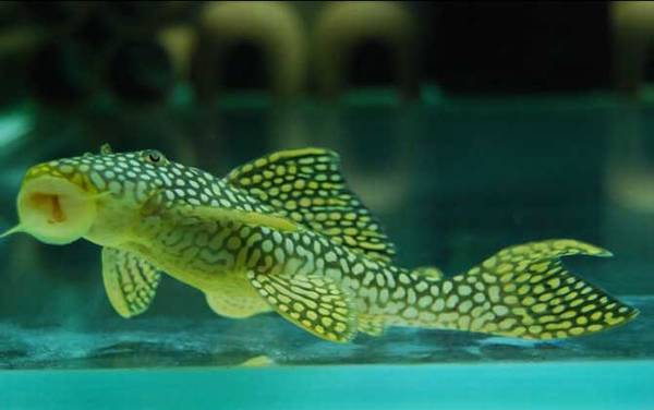 异形观赏鱼种类及图片大全