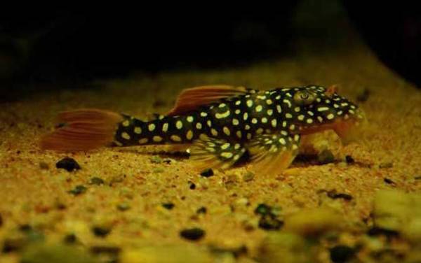 异形观赏鱼种类及图片大全