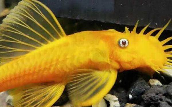 异形观赏鱼种类及图片大全