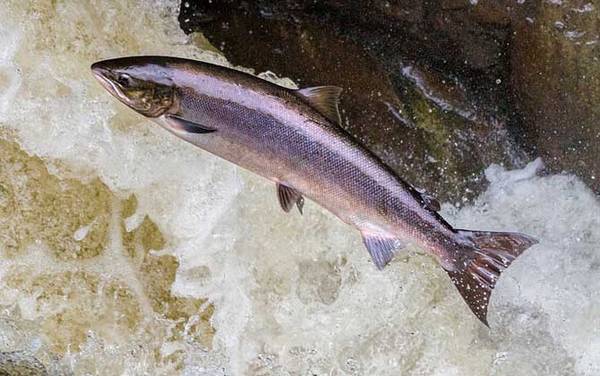 鲑鱼是什么鱼?