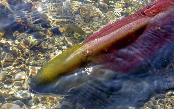 鲑鱼价格多少钱一斤?