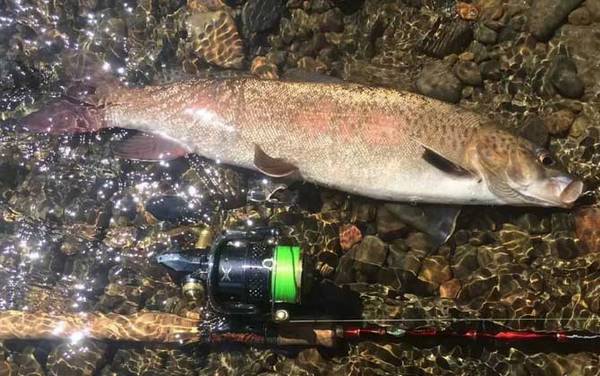 哲罗鲑鱼是什么鱼?