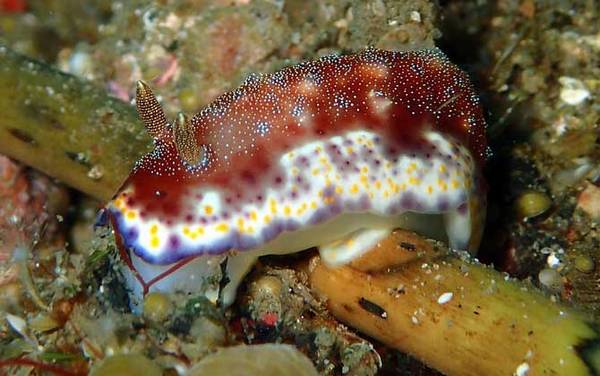 海兔是什么动物?