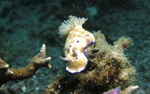 海兔是什么动物?