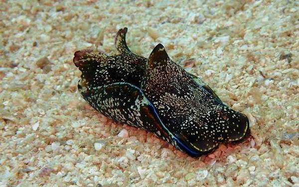 海兔是什么动物?