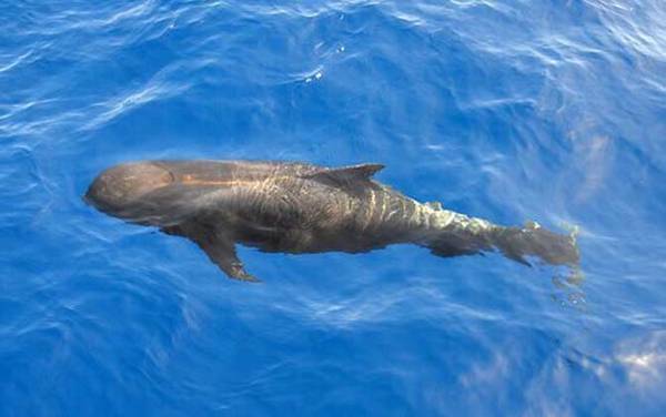 海豚科种类及图片大全