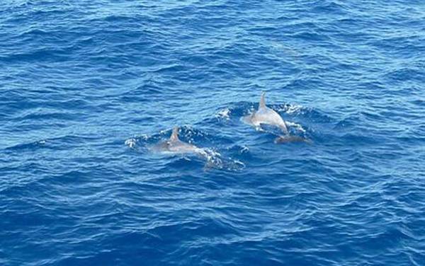 �л��׺�����ʲô���