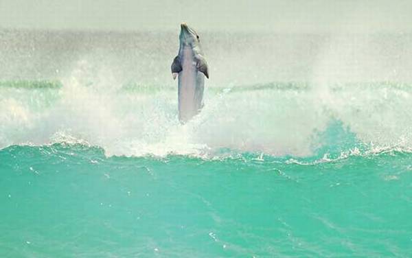 �л��׺�����ʲô���