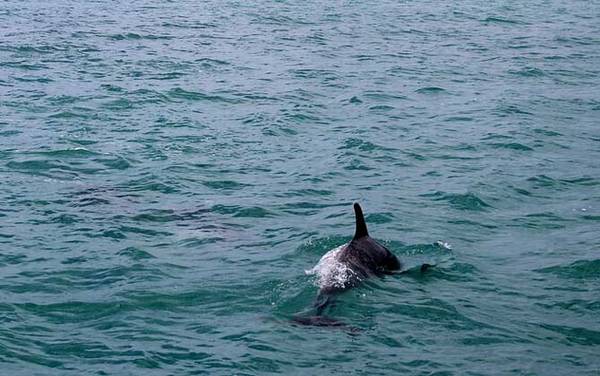 海豚是哺乳动物吗?