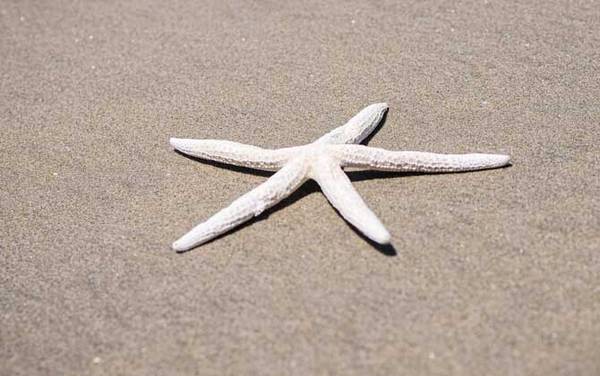 海星吃什么食物?