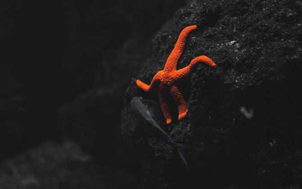 海星吃什么食物?