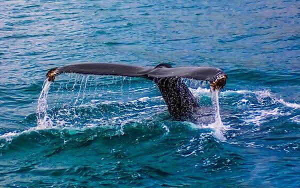 巨头鲸是什么动物?