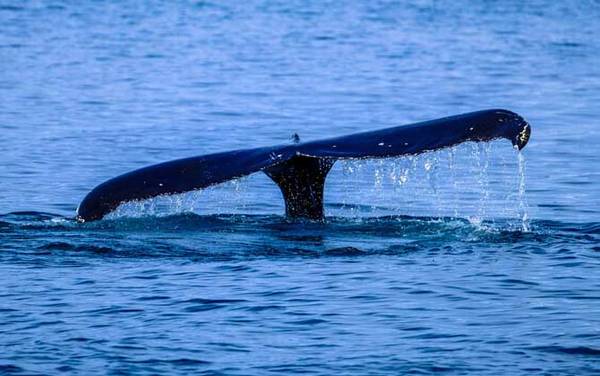 巨头鲸是什么动物?