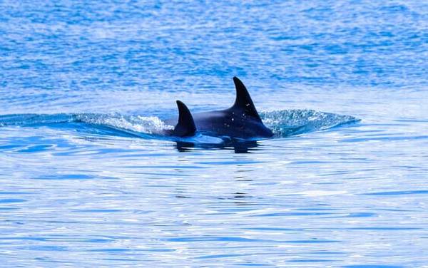 虎头鲸是什么动物?