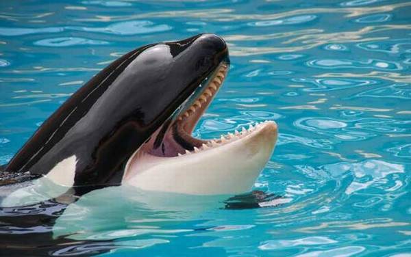 虎头鲸是什么动物?