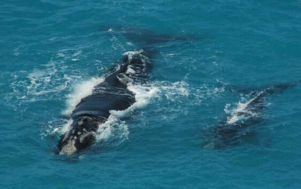 ���Ͼ���ʲô���