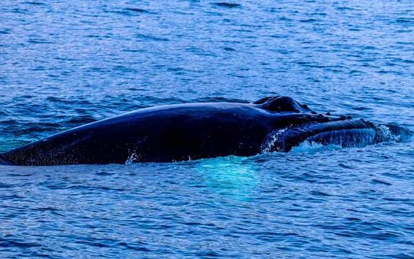 ���Ͼ���ʲô���