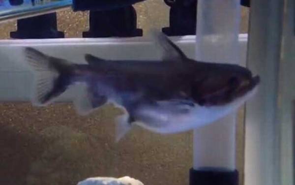 大嘴鲸是什么动物?