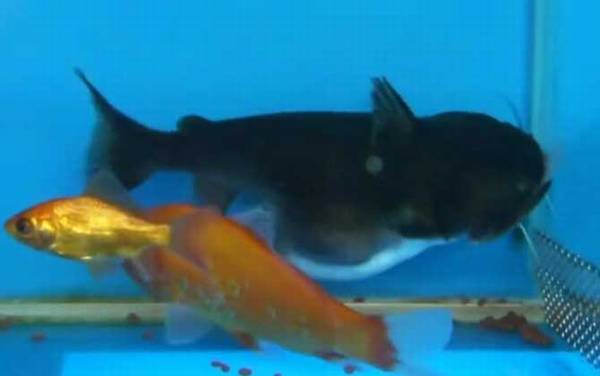 大嘴鲸是什么动物?