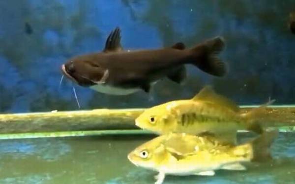 大嘴鲸是什么动物?