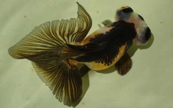 金鱼怎么养才能活得长久?