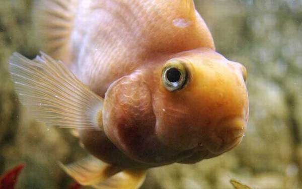 金鱼怎么养才能活得长久?