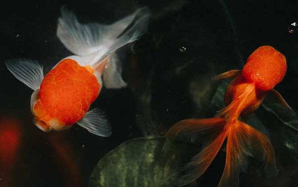 金鱼怎么养才能活得长久?