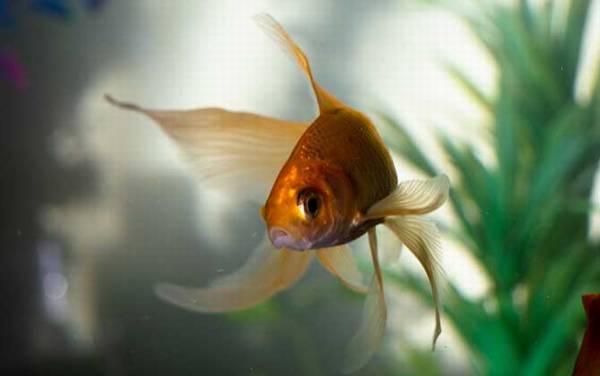 金鱼怎么养才能活得长久?