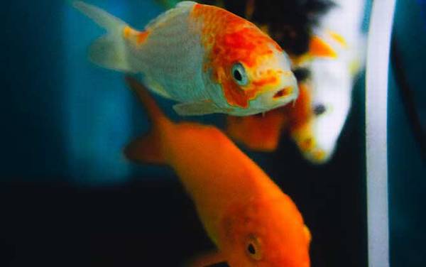 金鱼吃什么食物?